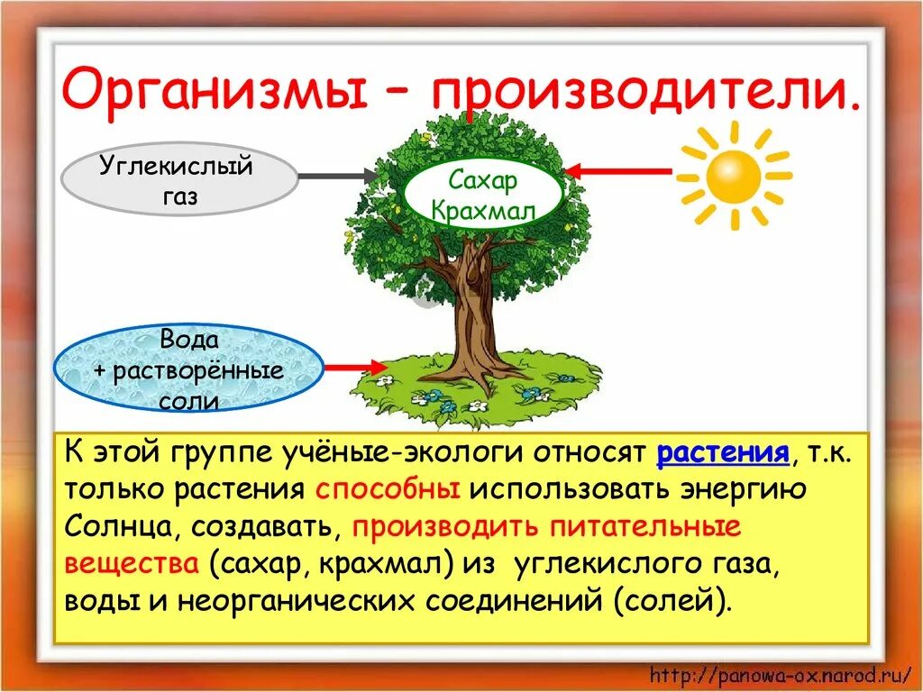 Кто такие производители. Великий круговорот жизни 3 класс окружающий мир. Организмы производители. Организмы производители растения. Великий круговорот жизни производители.