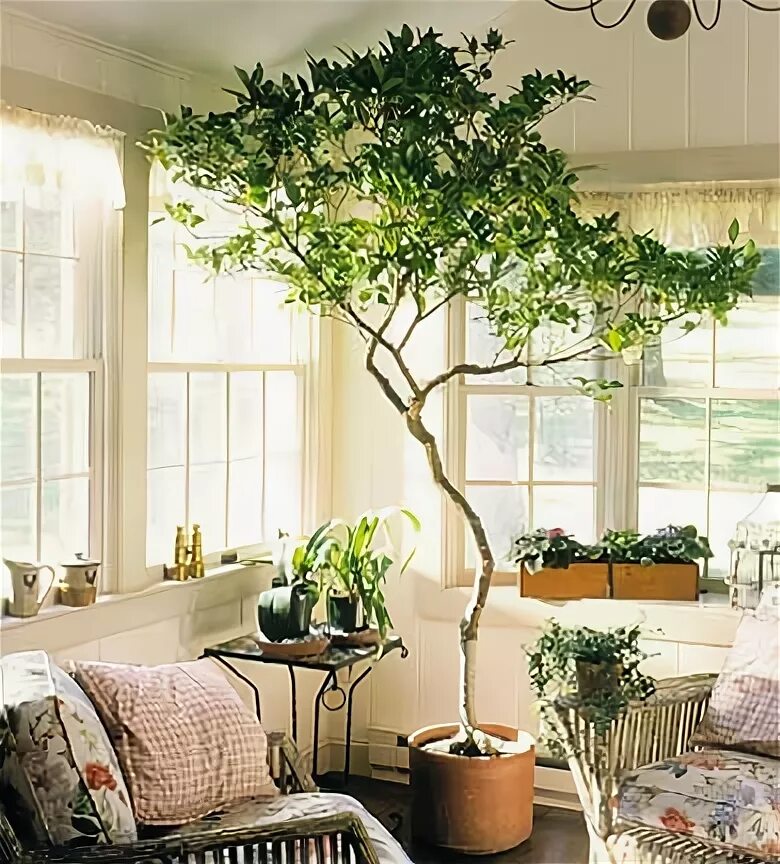 Pin by Alexis Adrienne Beauty Blogg on in my house Boho living room decor, Boho 