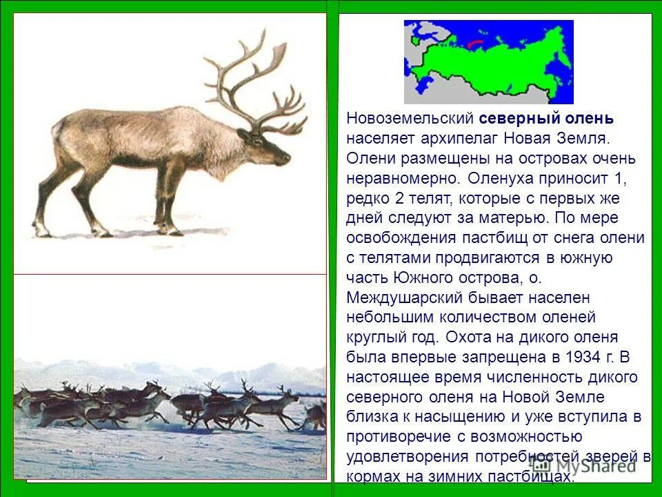 Распространение северных оленей. Олени ареал обитания на карте. Кабарга ореол обитания. Ареал косули в россии на карте. Ареал пятнистого оленя в россии.