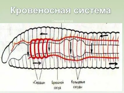 Кольчатые черви количество кругов кровообращения