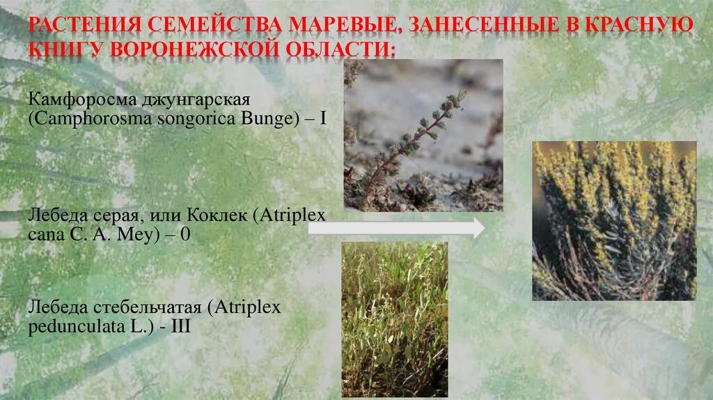 Семейство высших растений. Семейство Маревые - Chenopodiaceae. Семейство Маревые лебеда. Маревые представители. Семейство Маревые характеристика.