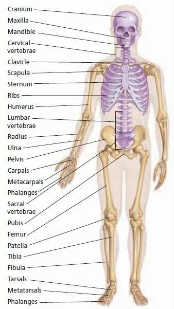 Кости скелета на русском и на латыни. Название костей на латыни с переводом. Названия костей скелета на латинском языке. Скелет человека анатомия латынь. Человек латинское название