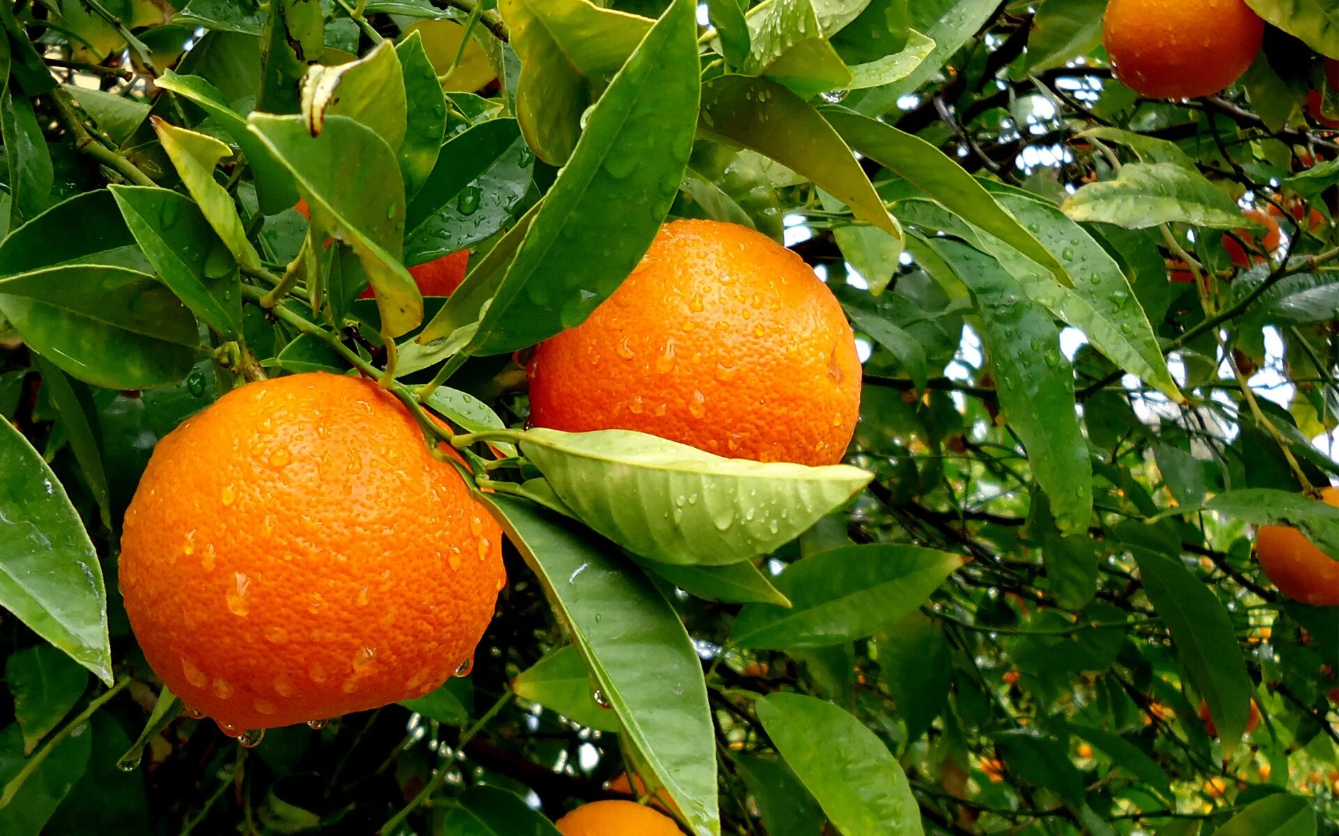 На дереве висят мандарины сначала. Апельсин (Citrus sinensis). Апельсины сорта Вашингтон навел. Померанец оранж. Мандарин померанец.