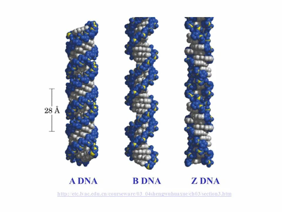 Z-DNA A-DNA. Z ДНК. Spectra CD A-DNA B-DNA. Http etc