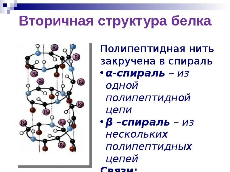 Вторичная структура какие связи. Вторичная структура белка формула. Вторичная структура белка связи химия. Вторичная структура белка отражает.