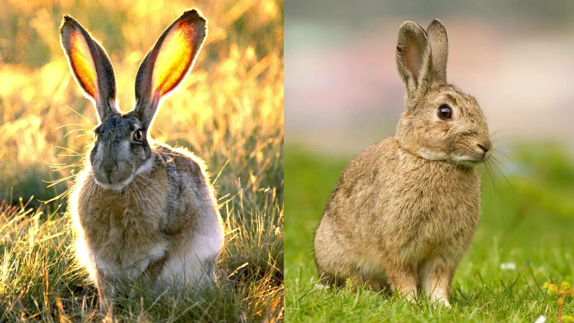 Какое главное различие белки и зайца. Дикий кролик (Европейский кролик). Заяц и кролик. Заяц и кролик отличия. Заяц и кролик разница.