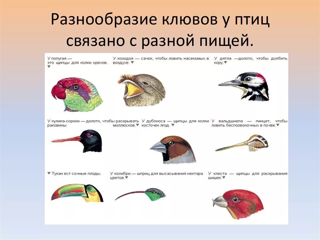 Что общего в организации птиц. Клюв птицы схема. Форма клюва у птиц в зависимости от питания. Строение клюва насекомоядных птиц. Разнообразие клювов.