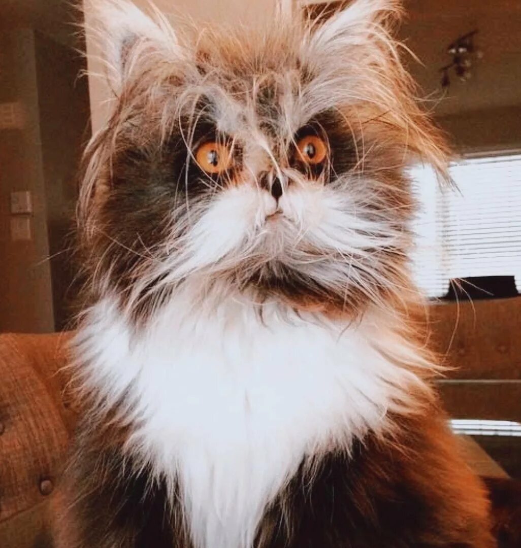 Котик со