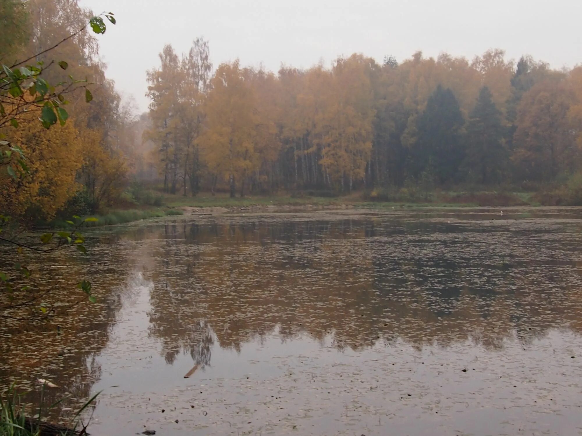Серые пруды. Солдатский пруд рязань. Серые пруды. Парк чеоезовские пруды рязань. Серые пруды.
