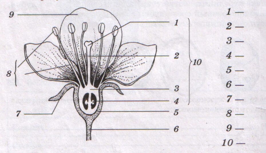 Часть цветка 6 класс впр. Части цветка пестик биология 6 класс. Строение цветка Пасечник 6 класс. Строение цветка 7 класс Пасечник. Рыльце пестика это в биологии 6 класс.