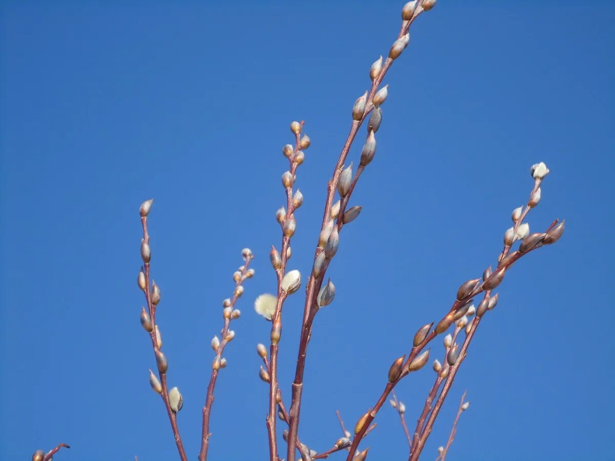 Ударения в словах. Слова где 2 слога и ударение падает на 1 слог. Вербы на какой слог падает. Ударения в словах. Агния барто верба.
