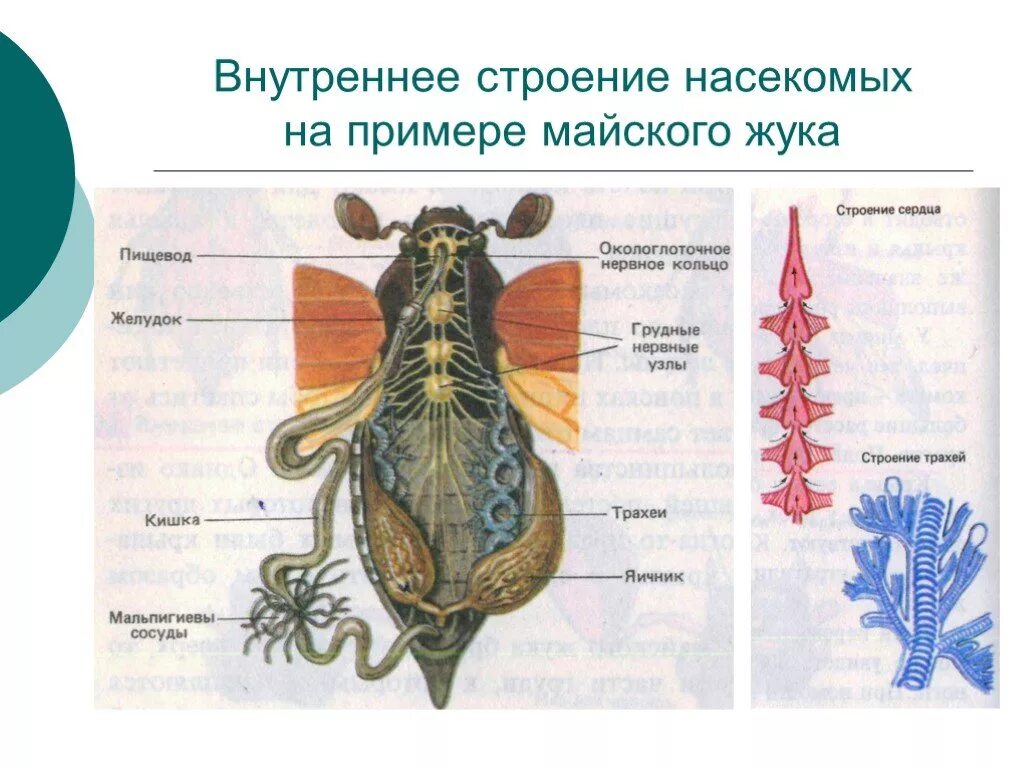 Строение насекомого майского жука. Система органов майского жука. Внутреннее строение насекомых Майский Жук. Внутреннее строение майского жука рисунок. Класс - насекомые. Майский Жук. Внешнее и внутреннее строение.