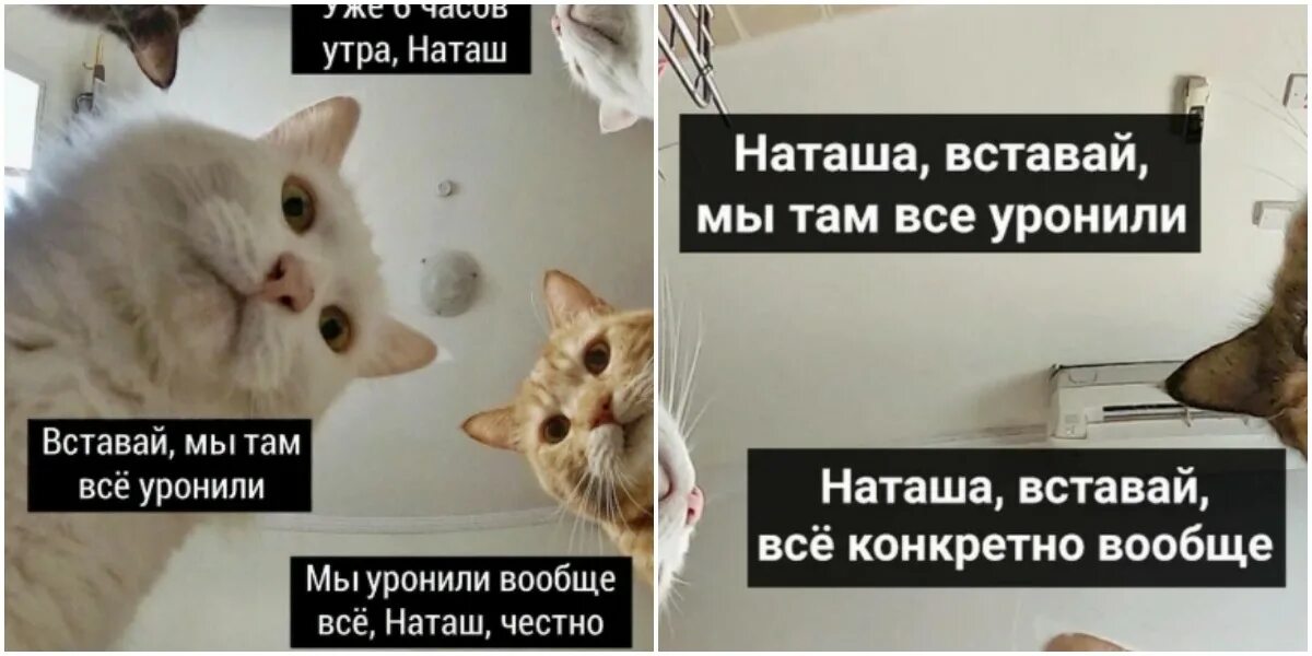 Там коты тут коты. Наташа мы все уронили. Наташа мы все уронили коты. Мы все уронили. Мем Наташа мы все уронили.