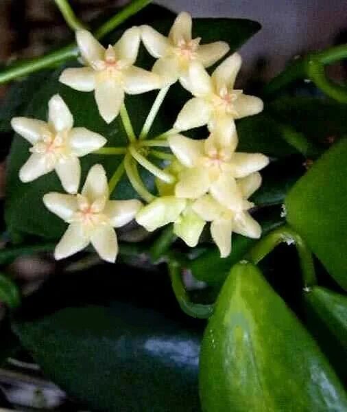 Borneo ipps 7240. Хойя паразитика блэк эйдж. Sulawesi gps 8867. Sarawak хойя. Хойя sarawak 97002 gps.