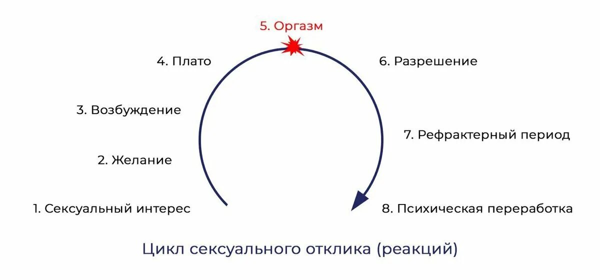 Цикл контакта и сексуальность. Цикл полового акта. Фазы полового цикла. Цикл мужчины фазы.