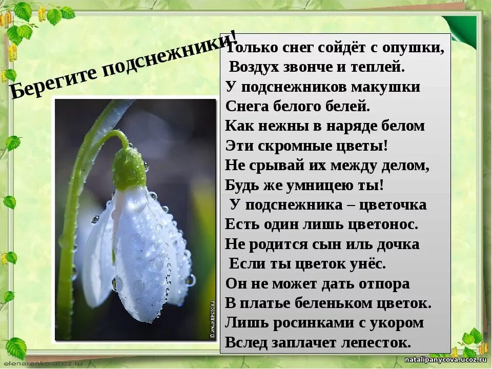 Стихи про первые цветы. Стих про Подснежник. Стих про Подснежник для детей. Стихотворение про Подснежник для детей. Детские стихи про Подснежник.