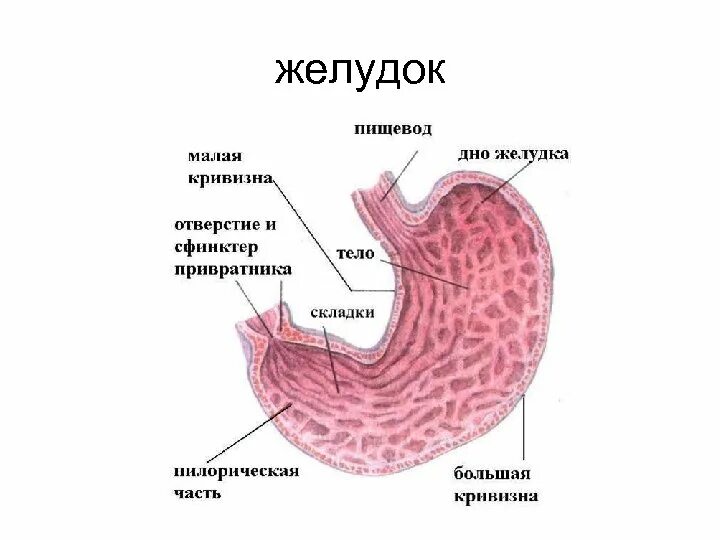 Внутреннее строение желудка. Строение желудка анатомия. Строение желудка человека схема с названиями. Строение желудка во фронтальном разрезе. Внутреннее строение желудка анатомия.