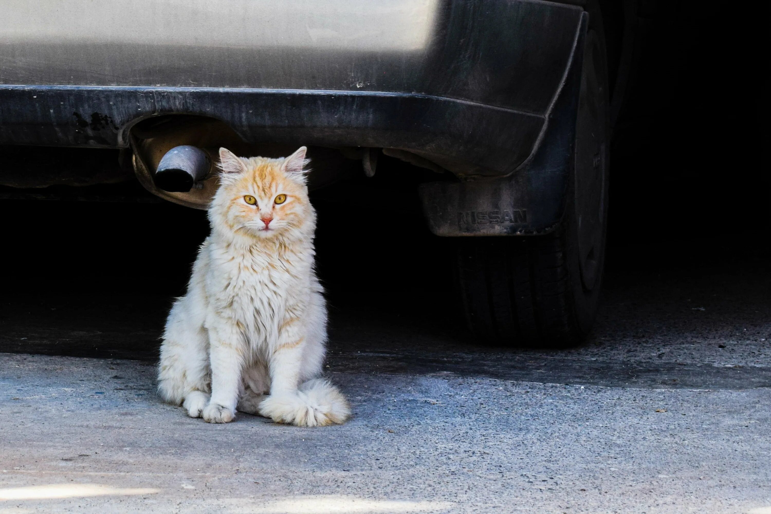 Near cat. Кот в машине. Бездомные кошки. Кот сидит. Золотистый кот на улице.