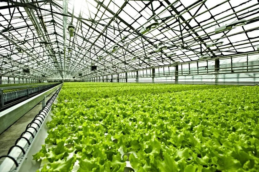 Greenhouse Сич. Greenhouse Plant. Greenhouse Phenotyping Phenospex. Greenhouse economy.