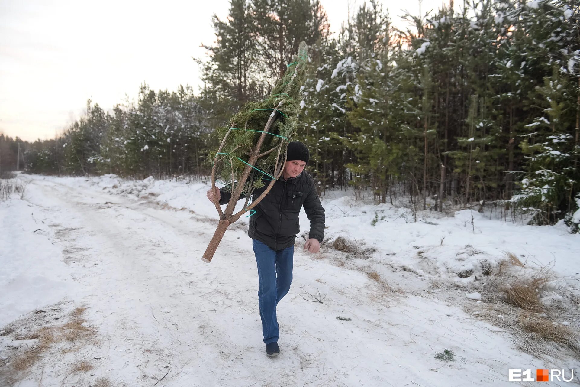 елку в токсово бесплатно срубить лесничестве. елка в лесничестве фото. вырубка новогодних елок. с 1 декабря в ленобласти можно бесплатно срубить ёлку. елка в лесничестве.