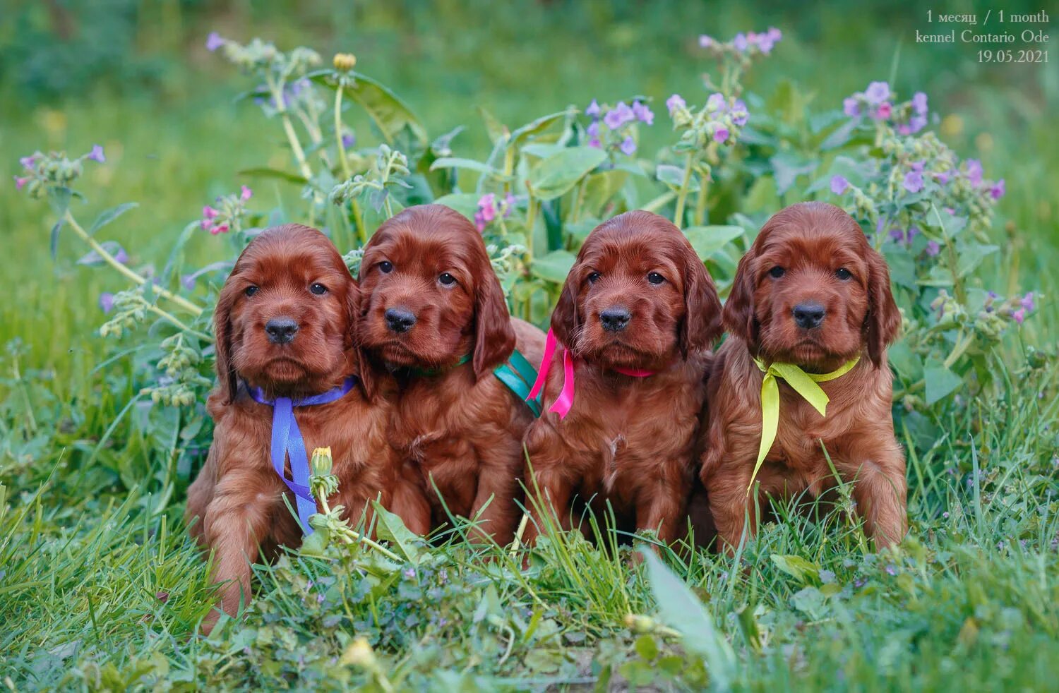 ирландский красный сеттер. ирландский сеттер рыжий. щенки сеттера. щенки сеттера. щенки сеттера.