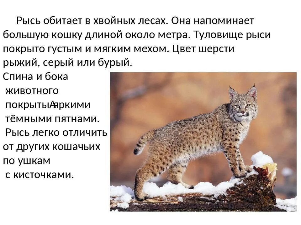 Содержание рыси. Рысь кавказская красная книга краснодарского. рысь описание. сообщение о рыси. доклад про рысь.