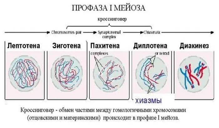 В профазе мейоза 1 происходят процессы. Мейоз 1 лептотена зиготена пахитена. Мейоз лептотена зиготена пахитена диплотена диакинез таблица. Профаза мейоза 1 лептотена зиготена пахитена диплотена диакинез. Диакинез профаза 1.