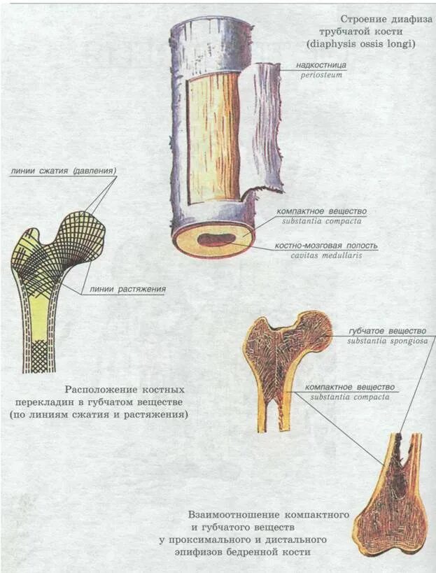 Части трубчатой кости. Нарисуйте схему строения трубчатой кости. Строение трубчатой кости анатомия. Строение трубчатой кости рисунок биология. Строение трубчатой кости рис.