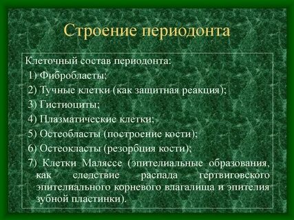 Периодонт особенности строения