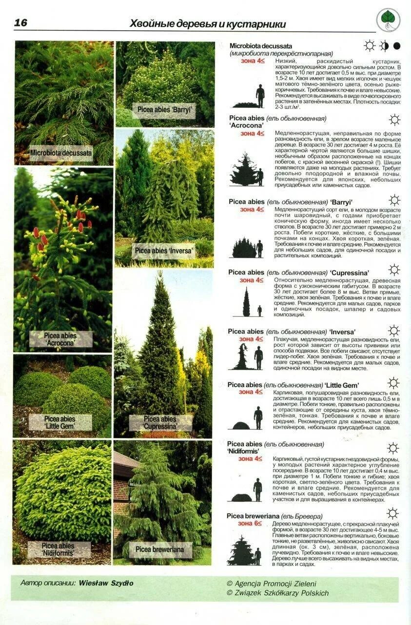 Деревья и кустарники описанием и фото Кустарники виды фото