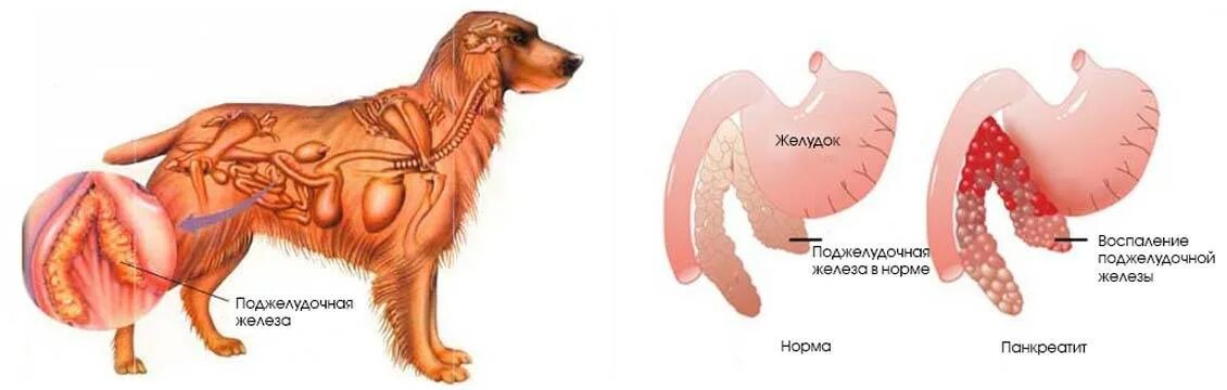 Собака сильно дышит. Строение поджелудочной железы собаки. Поджелудочная железа собаки анатомия.