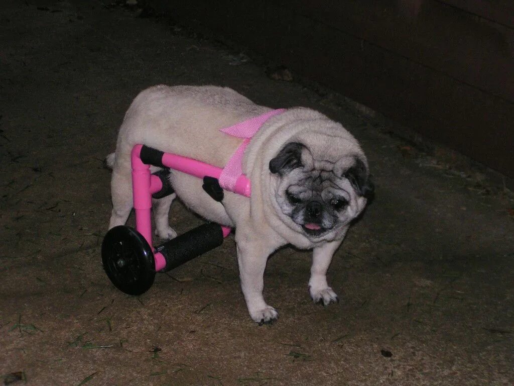 Собака лапа инвалид. Мопс в коляске. Инвалидная коляска для МОПСА. Коляска для МОПСА инвалида. Тележка для МОПСА инвалида.