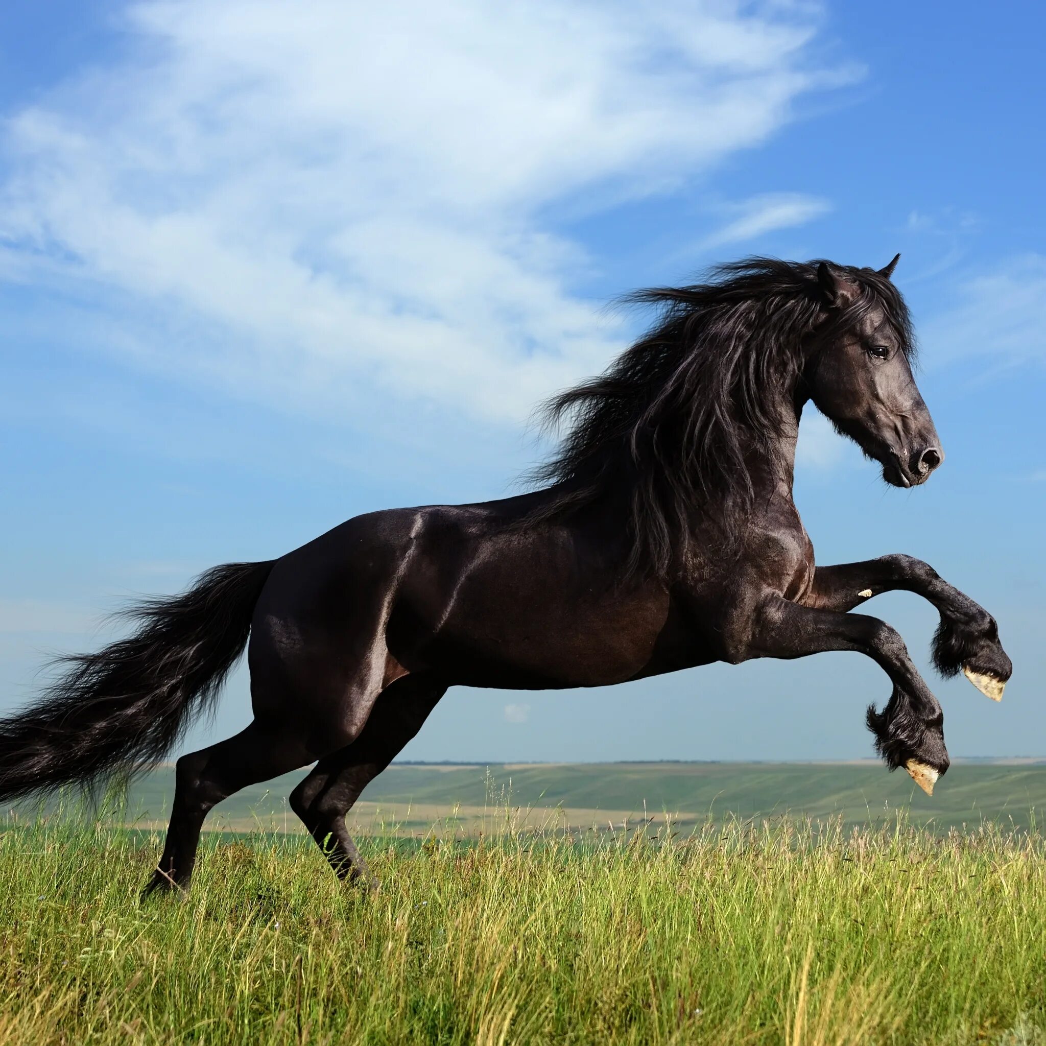 Horses song. Красивый конь. Черный конь. Красивые лошадки. Красивый черный конь.