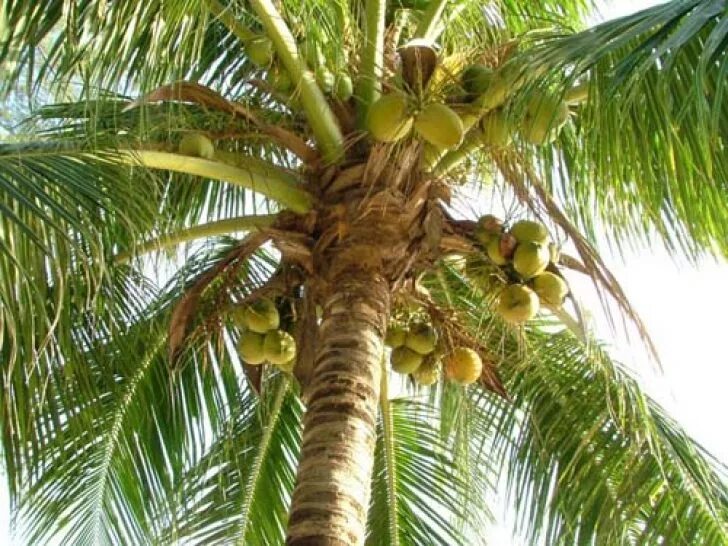 Coconut перевод на русский. Пальма Кокос орехоносный. Кокосовая Пальма плод. Пальма с плодами кокоса. Кокосовая Пальма гидрохория.