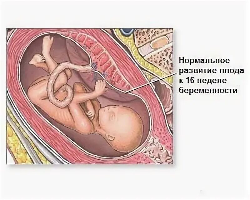 Матка ребенок 17 неделя беременности. 17 Недель беременности шевеление плода. Матка при беременности 11 недель. 15 Недель беременности. 11 недель тянет низ живота