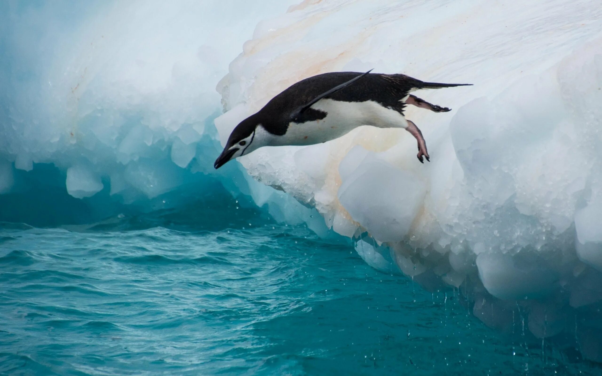 Пингвин касатка лодка. Антарктические пингвины (Pygoscelis). Касатка в Антарктиде. Королевский Пингвин в Антарктиде. Императорский Пингвин в Антарктиде.