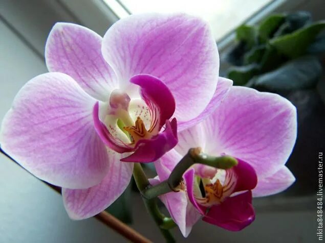 Black_orchid модель. Открытки с днём рождения женщине с орхидеями. Фаленопсис сакраменто. Phal. Орхидея brazilian fever.