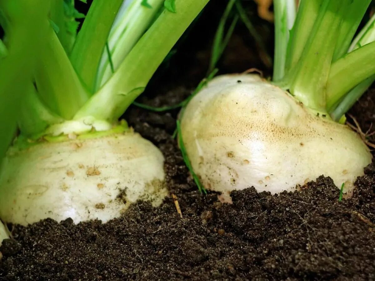 Как вырастить репу в открытом грунте. Репа (Brassica Rapa). Турнепс на грядке. На грядке растет репа. Всходы турнепса.