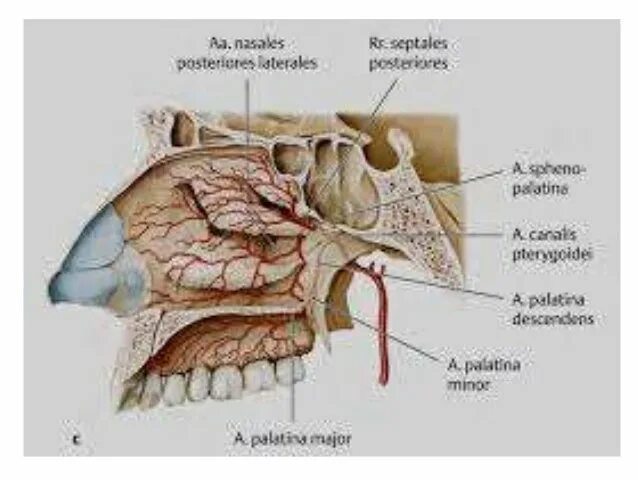 A maxillaris. Кровоснабжение носа анатомия. Ветви a. sphenopalatina. Передняя решетчатая артерия.