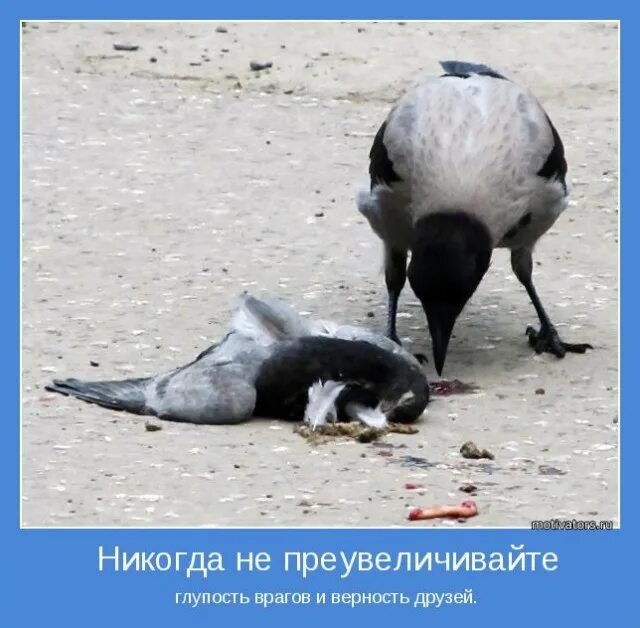 Не друга и не врага поговорка