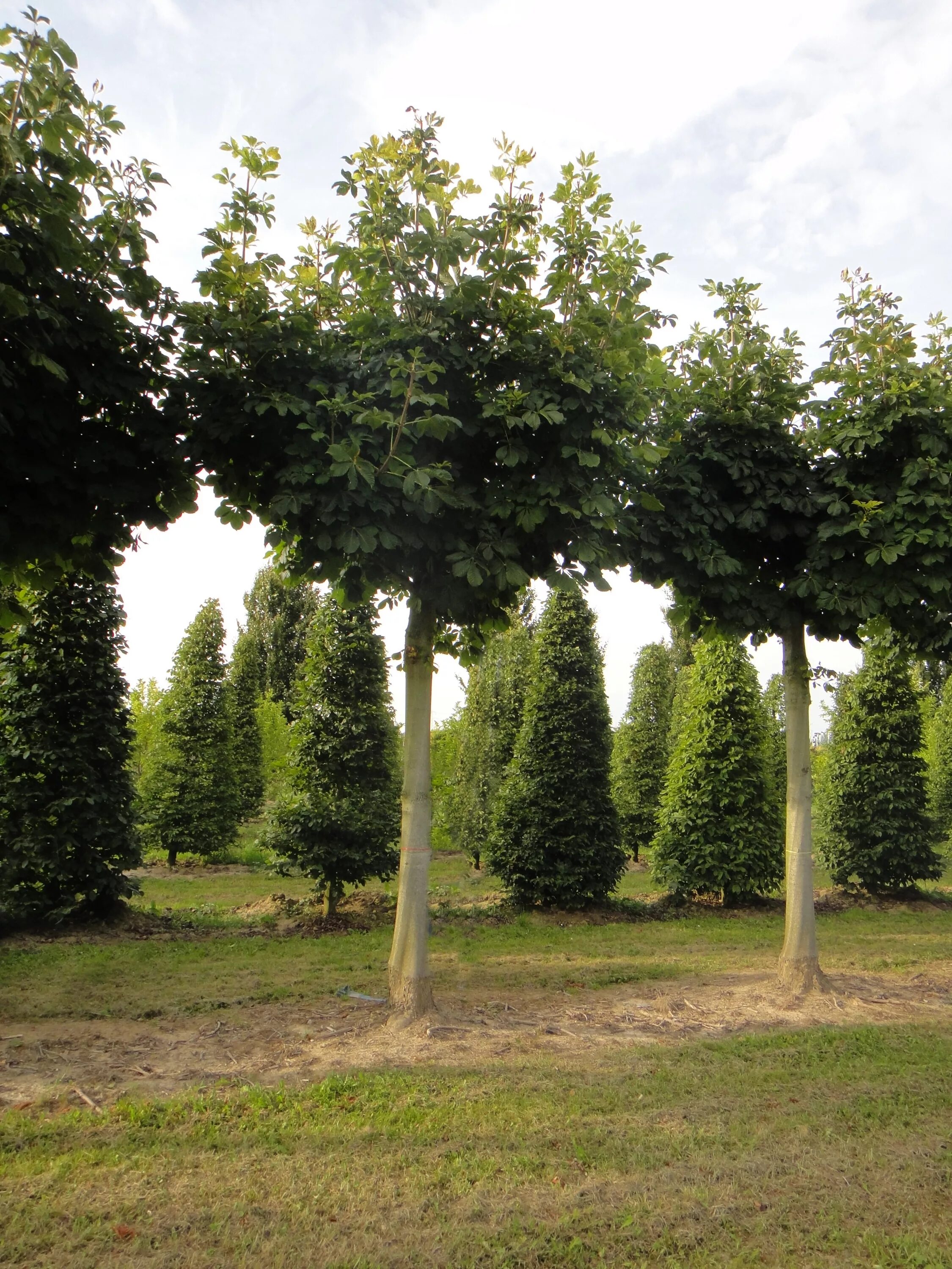 Конский каштан обыкновенный aesculus hippocastanum. Каштан конский дерево. Каштан конский обыкновенный дерево. Каштан крона. Каштан крона.