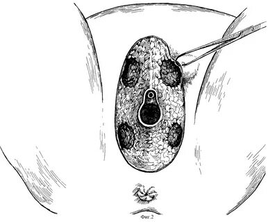 Порно колледжінің ережелері