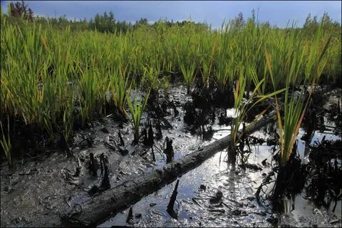 нефть лес