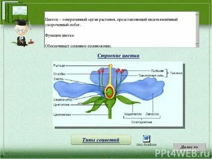 Тест растение цветка