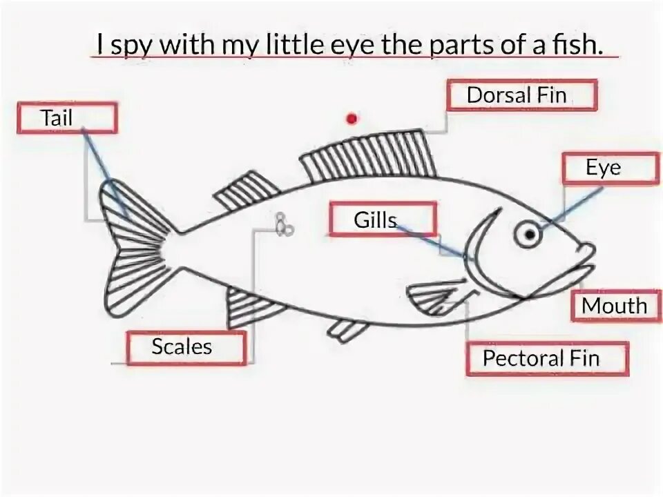 It is a fish. Parts of fish. fish body parts. fish body parts for kids. parts of fish in english.