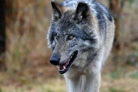 Des loups