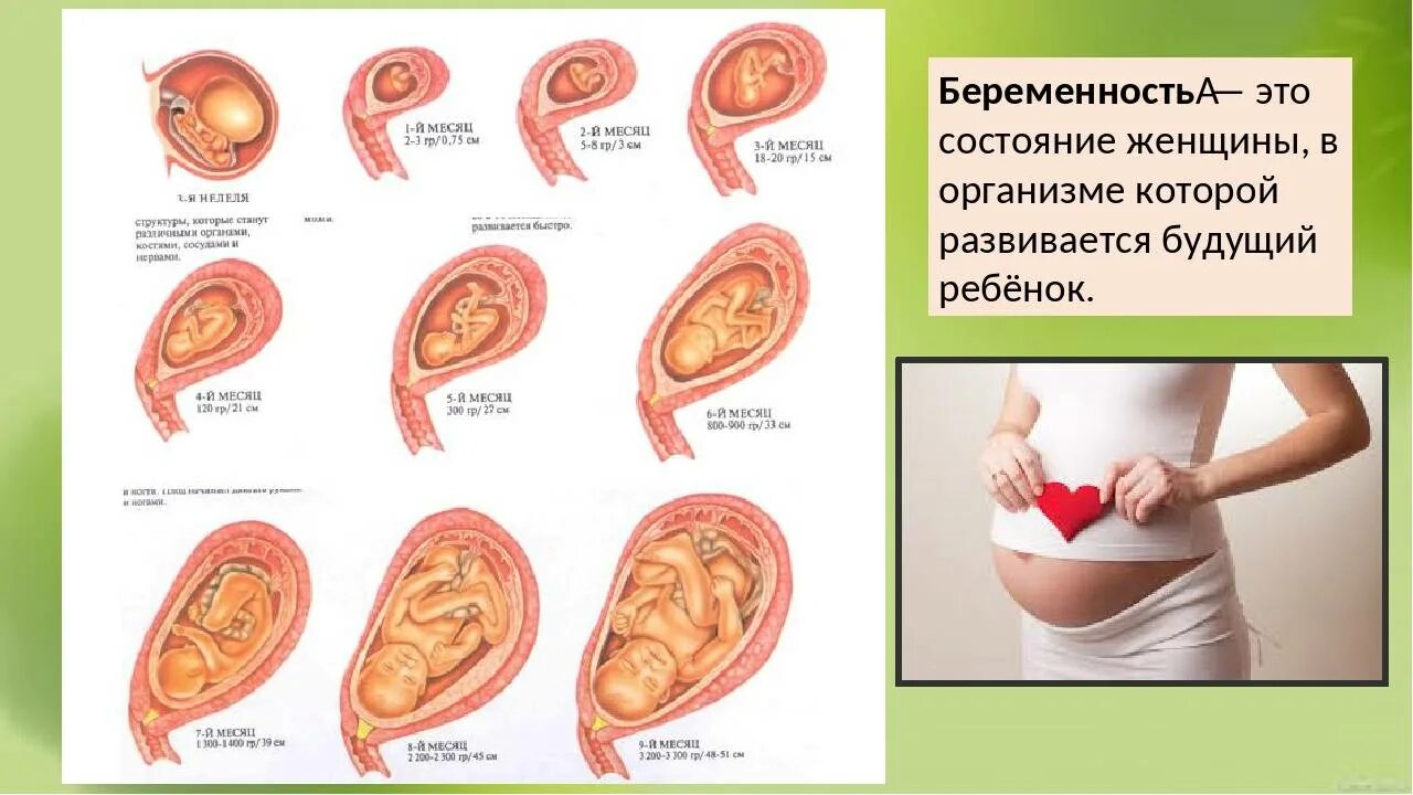 Течение беременности у человека месяцы. Развитие плода. Формирование плода. Этапы беременности. Расположение малыша по неделям.