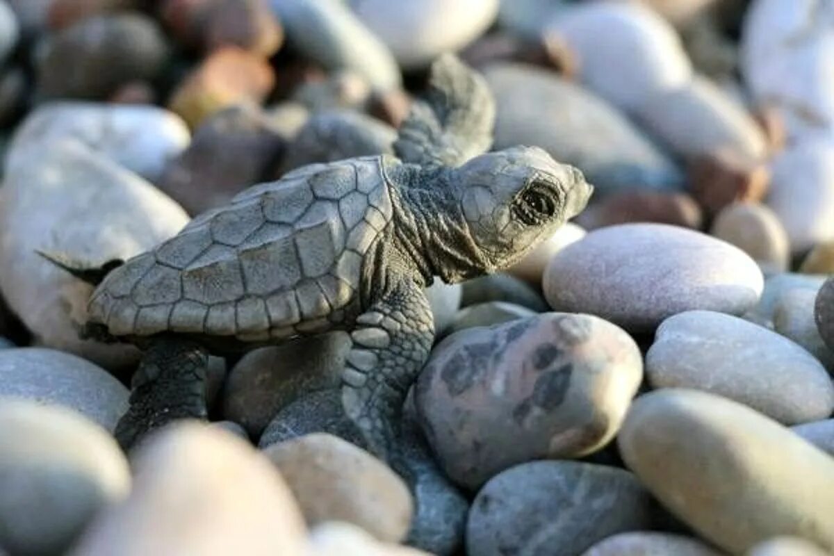 Морские черепахи дома. Каретта Каретта. Морская черепаха Каретта. Черепаха Каретта (логгерхед). Черепаха Каретта в Турции.