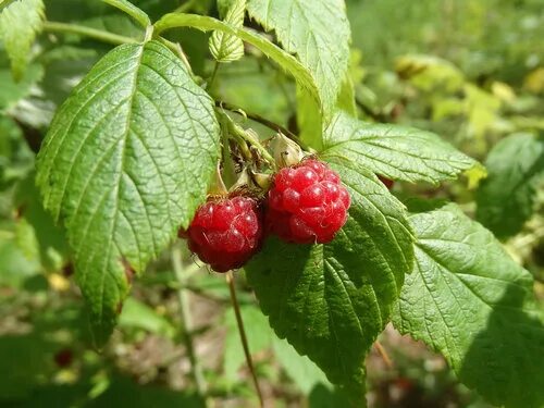 малина криминальных элементов 6 букв. малина. вилт малины. малина криминальных элементов 6 букв. малина арктическая княженика.