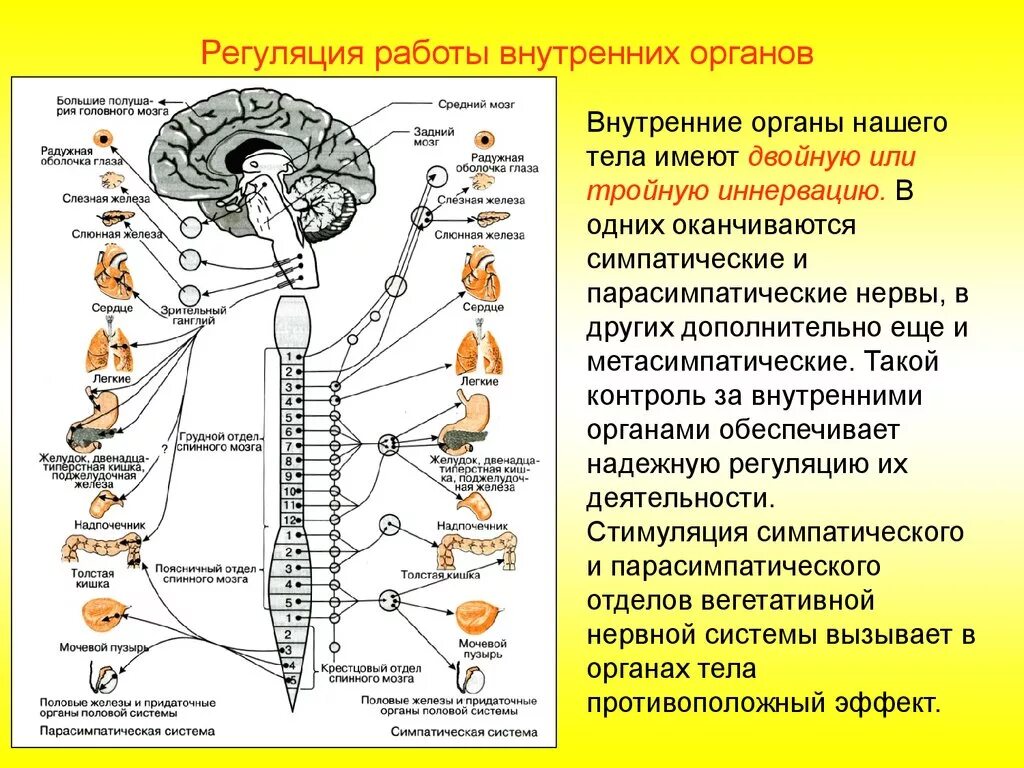 Двигательные функции цнс. Строение вегетативной нс. узлы парасимпатической нервной системы. вегетативная нервная система строение и функции. изучение строения и функций вегетативной нервной системы таблица.